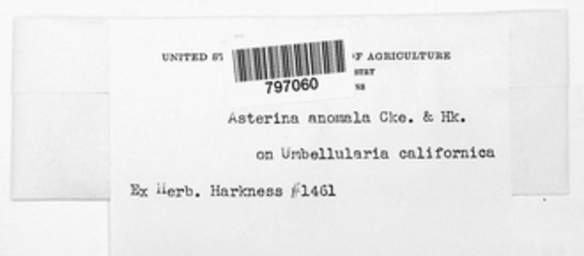 Asterina anomala image